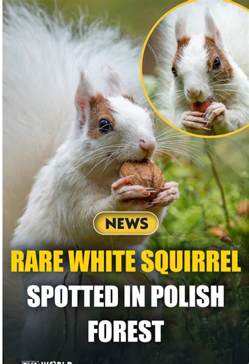 A remarkably rare white-and-red squirrel has been spotted in a forest in northern Poland, with its unusual coloring believed to be the result of a genetic mutation. The chances of a white squirrel being born are reportedly around one in a million. The animal, spotted in the Tychowo Forest District, appears healthy and full of energy, although its bright fur could make it easier for predators to spot. #Poland #Squirrel #Animals #Woods #Rare