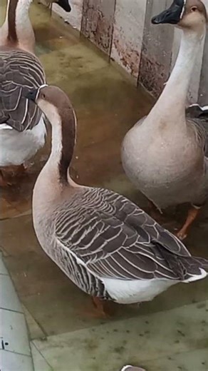 Have you ever heard what a real goose sounds like #GooseSound