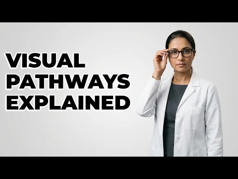 What Are The Major Higher Visual Pathways?