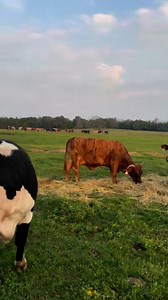 44K views · 726 reactions | We have 25+ head in this particular group...