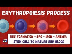 Erythropoiesis: How Red Blood Cells Are Made Step by Step