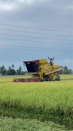 The Art of Rice Planting in Tari