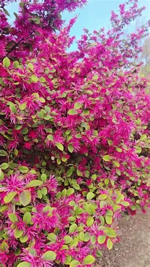 Chinese Fringe Flowers- Kỷ Mộc.