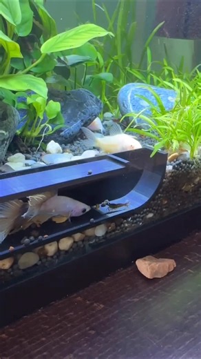 Can Betta fish live with Red Cherry Shrimp 🦐🦐❤✅
