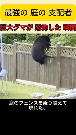 【前代未聞】巨大な黒クマに立ち向かう一匹の猫… 強烈な猫パンチで撃退した衝撃の結末！