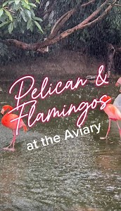 Pelican and flamingos at the Pittsburgh national aviary #birds #pittsburgh #aviary #nature #412 #yinz | Johnny Pittsburgh