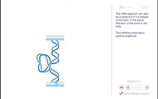 正超螺旋和负超螺旋positive supercoiling and negative supercoiling 分子生物学动画