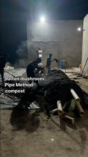 button mushroom 🍄 compost pipe method se #buttonmushroom #automobile #mushroomtypes #agro #mushroom
