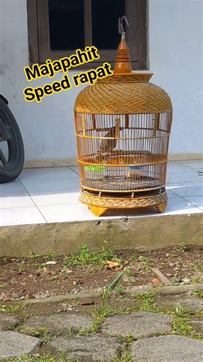 perkutut majapahit speed rapat cocok buat lomba #perkututgacor ,#perkututmajapahit,#perkututcemani