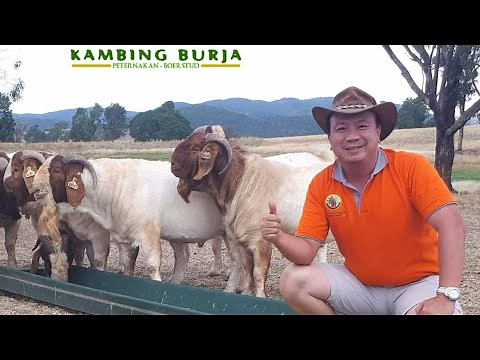 Kambing Boer Indonesia | Peternakan Kambing Burja