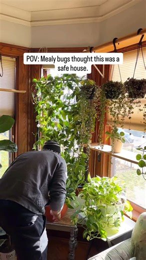 My go-to DIY pest control mix 🌿 I use a blend of neem oil, castile soap, rubbing alcohol, and water to help manage common houseplant pests like spider mites, aphids, and mealybugs. Neem disrupts pest life cycles, castile soap breaks down their protective coating, and alcohol helps on contact, while water dilutes it to keep plants safe. ✨ Always spot test first and avoid direct sun after treatment. | Foraging Fosters