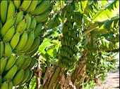 Growning banana - IELTS listening practice test