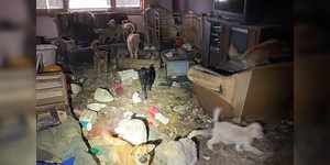 Over 100 animals rescued from property in Carroll County, IA