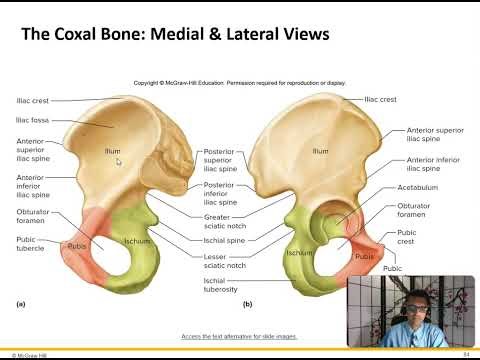 Bones of the Lower Extremity