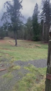 The Falconer on Reels