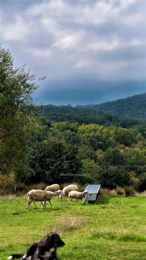 • Μπήκαν κλέφτες στο μαντρί 🐑 - Γιάννης Κατσίγιαννης • Κλαρίνο: Κώστας Μπάος • Μουσική από: https://youtu.be/_RZMs2b08Qo?si=bk14-_MifCw07NWc • #κατσιγιαννης #προβατα #κλαρινα #παράδοση #δημοτικά
