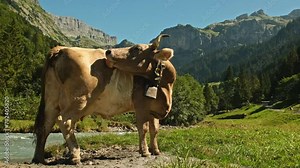 Cows pasture in Alps. Cows on alpine meadow in Switzerland. Cow pasture grass. Cow pasture green alpine meadow. Cow grazing on green field. Cows in a mountain field. Cow on mountain pasture in Alps.