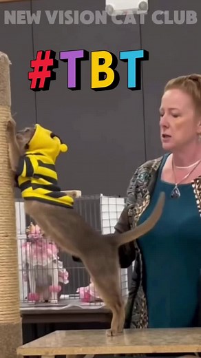 CFA's Bumble Abby: Best Abyssinian Cat Costume Contest Moments