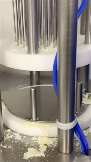 Point Reyes Farmstead Cheese on Instagram: "The MOST important step in the blue cheese making process - punching every wheel with stainless steel needles to introduce oxygen. This allows the penicillium roqueforti (the good stuff) to create the veins of blue mold we all love so much. Sound up ⬆️⬆️ to hear the satisfying sounds of the punching machine. #originalblue #saypointreyescheese"