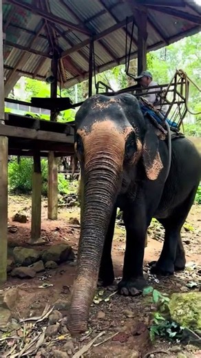Koh Chang | Thailand's Elephant Island in Cinematic 4K #travel #thailand