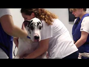 CARE Veterinary Center: 30 second TV Ad