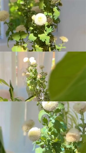 Taking a moment to appreciate the memories we captured in 2023’s plant projects. 🍃📹 Here’s to a fresh year of new growth and home decor stories🤍🌱 We can’t wait to share with you our upcoming projects #fblifestyle | Ted Reed