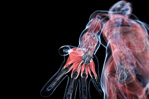 Tips and Advice for Studying Human Anatomy