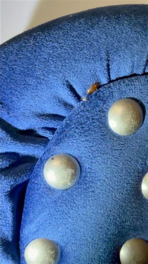 One Bed Bug Positive Apartment? Always Check the Neighbors.