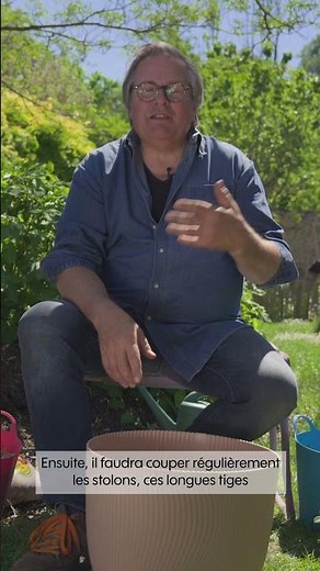 Growing strawberries 🍓 (in pots, easily and with lots of fruit) - Truffaut