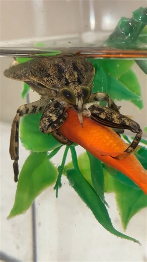 Kelvin Wiley🕷 | Often called toe biters and alligator ticks, giant water bugs have garnered a reputation for being some of the most ferocious insects out... | Instagram