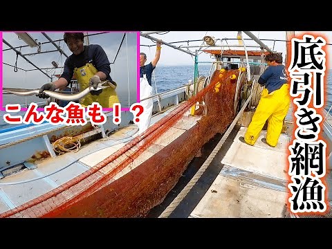 [Japan Fishing Trip #6] My First Experience of Bottom Trawl Fishing in Osaka Bay!