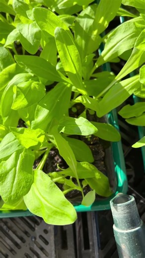 Learn how to soil blocking: make and sow blocks, tend seedlings, harden off, and plant outdoors all