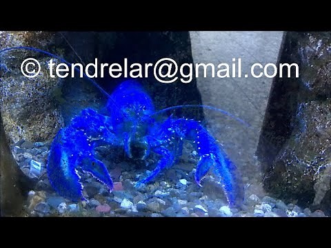 Pourquoi ce homard est-il bleu ?