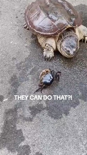 Snapping Turtle Eats Crab: A Fun Feeding Moment