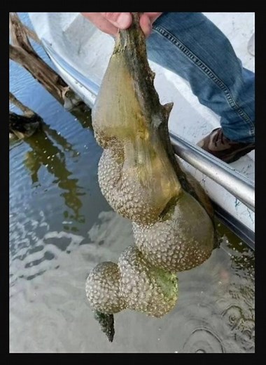 4.4K views | He pulled this ‘alien egg pod’ from the lake... now officials have issued a warning What IS this?! Check first comment He pulled this ‘alien egg pod’ from the lake... now officials have issued a warning What IS this?! Check⬇️ | Live Love Laugh Learn | Facebook