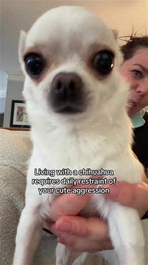 Cute Aggression: Learning Consent with Chihuahuas