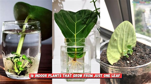 Leaf Propagation Made Simple With These Indoor Plants