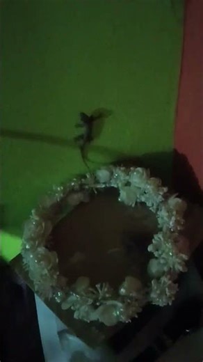 lizard 🦎 vs moth 🦋