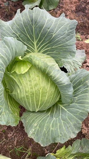 #HealthInfo #MedicalKnowledge 5 Vegetables with the Highest Detected Pesticides! #nest