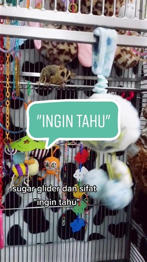 ... sg akan barking sekiranya terlihat sesuatu yg dirasakannya bahaya. #sugarglidercagesetup #sugarglidercage #exoticpets #nannyandsugarbear #sugarglidernanny #sugarglidersoftiktok #sugarglidermalaysia