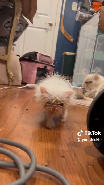 Los gatos feos que te harán reír