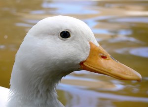 Wrinkle the Duck has run FOUR marathons