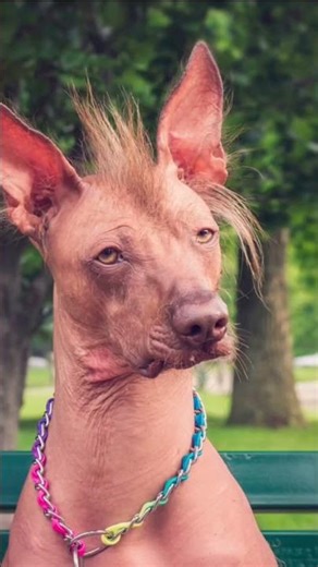 Native Dog Breeds of the Americas 🐕 From Ancient Companions to Modern Guardians