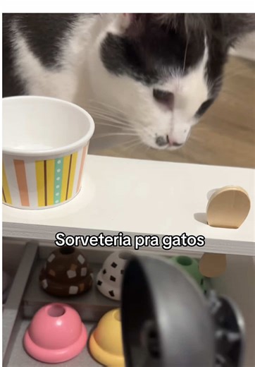 Isso começou com um asmr nao intensional mas resolvi gravar pq a Maple tava muito fofa 🩷 #asmr #gatos #gatostiktok