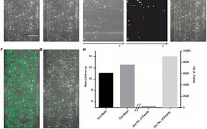 【实验技术】最实用的Image J使用教程上线，一起学起来~