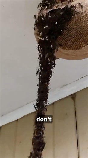 A Giant Ball Of Living Ants? 😨#insects #ants #fireants #facts #insectfacts #wholesome #animalfacts