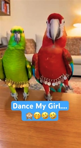 These parrots are DRESSED UP and I can't stop laughing #parrots #shorts #funny #talkingparot #nonsto