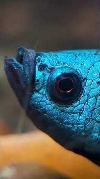 This INEXPENSIVE Tool Can Save Your Aquarium Shrimp & Fish