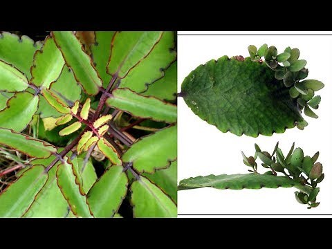 3 Ways To Grow Kalanchoe Pinnata || Kalanchoe Kataka Taka