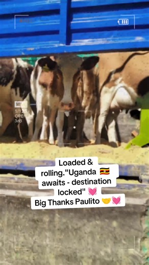 Exploring Uganda: A Journey with Paulito Dairy Farm